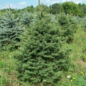 Smrek balkánsky (Picea omorika) ´OMORIKA´ – výška 30-50 cm, kont. C5L