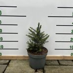 Smrek balkánsky (Picea omorika) ´OMORIKA´ – výška 30-50 cm, kont. C5L