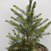 Smrek balkánsky (Picea omorika) ´OMORIKA´ – výška 30-50 cm, kont. C5L