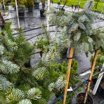 Smrek pichľavý (Picea pungens) ´PENDULA´ - výška 100-120 cm, kont. C7.5L