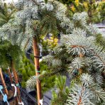 Smrek pichľavý (Picea pungens) ´PENDULA´ - výška 100-120 cm, kont. C7.5L