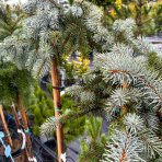 Smrek pichľavý (Picea pungens) ´PENDULA´ - výška: 100-120 cm, kont. C7.5L