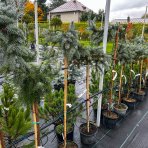 Smrek pichľavý (Picea pungens) ´PENDULA´ - výška: 100-120 cm, kont. C7.5L