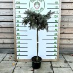 Smrek pichľavý (Picea pungens) ´PENDULA´ - výška 100-120 cm, kont. C7.5L