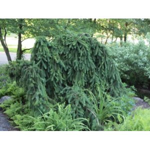 Smrek obyčajný (Picea abies) ´INVERSA´, výška: 60-70 cm, kont. C10L