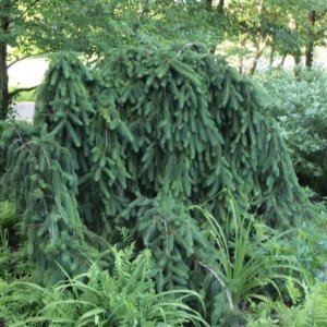 Smrek obyčajný (Picea abies) ´INVERSA´ – výška 110-150 cm, kont. C5L