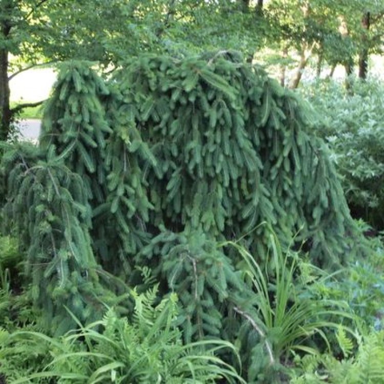Smrek obyčajný (Picea abies) ´INVERSA´, výška: 60-70 cm, kont. C10L