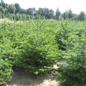 Smrek obyčajný (Picea abies) ´EXCELSA´– výška 40-60 cm, kont. C7.5L