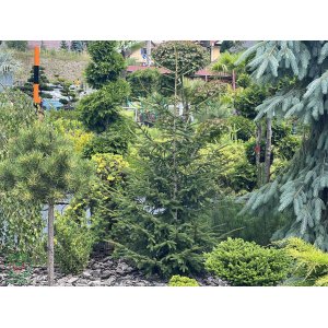 Smrek východný (Picea orientalis) ´AUREOSPICATA´ - výška 80-120 cm, kont. C5L 