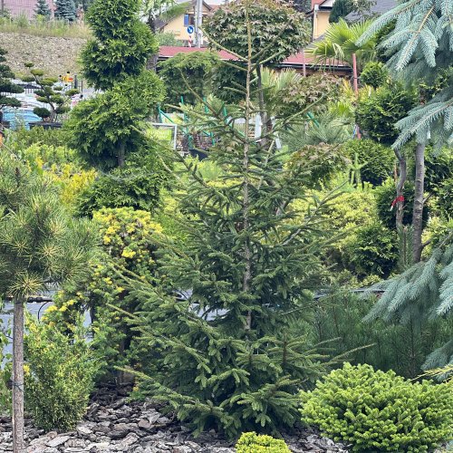 Smrek východný (Picea orientalis) ´AUREOSPICATA´ - výška 80-120 cm, kont. C5L 