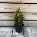 Smrek biely (Picea glauca) ´DAISY´S WHITE´ – výška 30-40 cm, kont. C2L