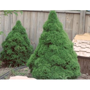 Smrek biely (Picea glauca) ´CONICA´ – výška 20-40 cm, kont. C3L