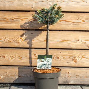 Smrek pichľavý (Picea pungens) ´GLAUCA GLOBOSA´ – výška 50-60 cm, kont.C5L – NA KMIENKU