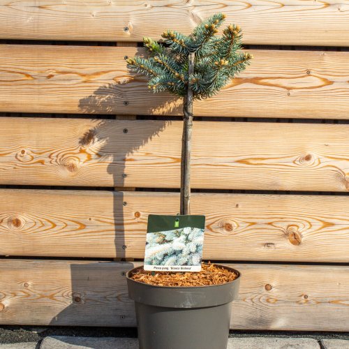Smrek pichľavý (Picea pungens) ´GLAUCA GLOBOSA´ – výška 50-60 cm, kont.C5L – NA KMIENKU
