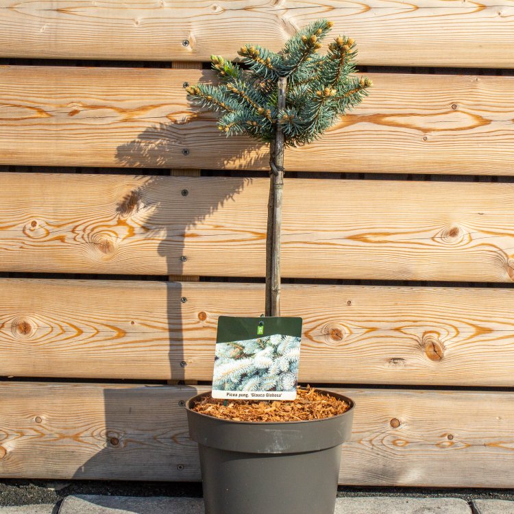 Smrek pichľavý (Picea pungens) ´GLAUCA GLOBOSA´ – výška: 50-60 cm, kont.C5L – NA KMIENKU