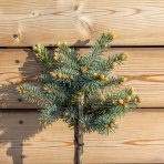 Smrek pichľavý (Picea pungens) ´GLAUCA GLOBOSA´ – výška: 50-60 cm, kont.C5L – NA KMIENKU