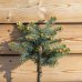 Smrek pichľavý (Picea pungens) ´GLAUCA GLOBOSA´ – výška 50-60 cm, kont.C5L – NA KMIENKU