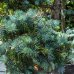 Smrek pichľavý (Picea Pungens) ´HOOPSII´ - výška 200-250 cm, kont. C230L - BONSAJ