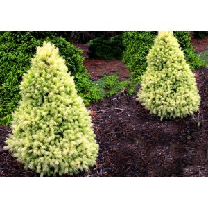 Smrek biely (Picea glauca) ´DAISY´S WHITE´ – výška: 20-30 cm, kont. C3L