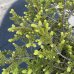 Smrek biely (Picea glauca) ´ECHINIFORMIS´- výška 25-30 cm, kont. C2L