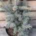 Smrek pichľavý (Picea Pungens) ´EDITH´ - výška 60-80 cm, kont. C7.5L 