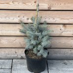 Smrek pichľavý (Picea Pungens) ´EDITH´ - výška 60-80 cm, kont. C7.5L 