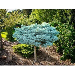 Smrek pichľavý (Picea pungens) ´GLAUCA GLOBOSA´ – výška: 100-150 cm, kont.C7.5L – NA KMIENKU 