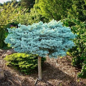 Smrek pichľavý (Picea pungens) ´GLAUCA GLOBOSA´ – výška 100-150 cm, kont.C7.5L – NA KMIENKU 