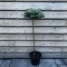 Smrek pichľavý (Picea pungens) ´GLAUCA GLOBOSA´ – výška 100-150 cm, kont.C7.5L – NA KMIENKU 