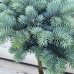 Smrek pichľavý (Picea pungens) ´GLAUCA GLOBOSA´ – výška 100-150 cm, kont.C7.5L – NA KMIENKU 