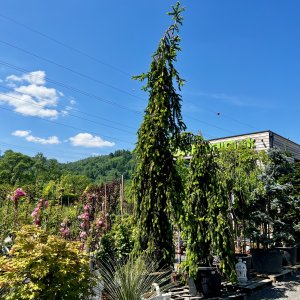 Smrek obyčajný (Picea abies) ´INVERSA PENDULA´– výška 400-450 cm, kont. C230L 