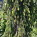 Smrek obyčajný (Picea abies) ´INVERSA PENDULA´– výška 400-450 cm, kont. C230L 