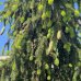 Smrek obyčajný (Picea abies) ´INVERSA PENDULA´– výška 400-450 cm, kont. C230L 