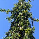 Smrek obyčajný (Picea abies) ´INVERSA PENDULA´– výška 400-450 cm, kont. C230L 