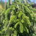 Smrek obyčajný (Picea abies) ´INVERSA PENDULA´– výška 200-250 cm, kont. C110L