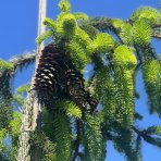 Smrek obyčajný (Picea abies) ´INVERSA PENDULA´– výška 200-250 cm, kont. C110L