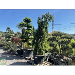 Smrek obyčajný (Picea abies) ´INVERSA PENDULA´– výška: 300-350 cm, kont. C180L