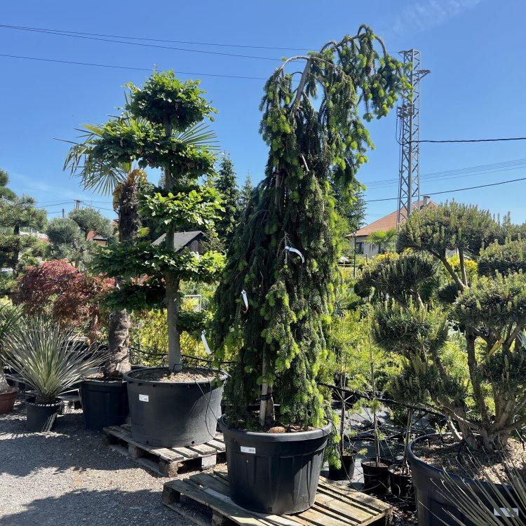 Smrek obyčajný (Picea abies) ´INVERSA PENDULA´– výška: 300-350 cm, kont. C180L