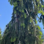 Smrek obyčajný (Picea abies) ´INVERSA PENDULA´– výška: 300-350 cm, kont. C180L