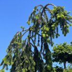 Smrek obyčajný (Picea abies) ´INVERSA PENDULA´– výška: 300-350 cm, kont. C180L