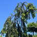 Smrek obyčajný (Picea abies) ´INVERSA PENDULA´– výška 300-350 cm, kont. C180L