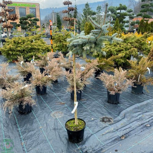Smrek pichľavý (Picea pungens) ´GLAUCA GLOBOSA PENDULA´ – výška: 80-100 cm, kont.C15L – NA KMIENKU 