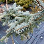 Smrek pichľavý (Picea pungens) ´GLAUCA GLOBOSA PENDULA´ – výška: 80-100 cm, kont.C15L – NA KMIENKU 