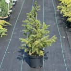 Smrek obyčajný (Picea abies) ´EXCELSA´– výška 40-60 cm, kont. C7.5L