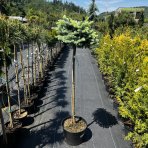 Smrek pichľavý (Picea pungens) ´GLAUCA GLOBOSA´ – výška: 80-100 cm, kont.C15L – NA KMIENKU 