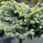 Smrek pichľavý (Picea pungens) ´GLAUCA GLOBOSA´ – výška: 80-100 cm, kont.C15L – NA KMIENKU 