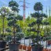 Smrek pichľavý (Picea Pungens) ´HOOPSII´ - výška 200-250 cm, kont. C230L - BONSAJ