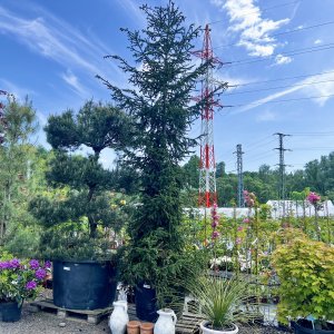 Smrek východný (Picea orientalis) - výška 400-450 cm, kont. C230L 