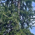 Smrek východný (Picea orientalis) - výška 400-450 cm, kont. C230L 