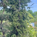 Smrek východný (Picea orientalis) - výška 400-450 cm, kont. C230L 